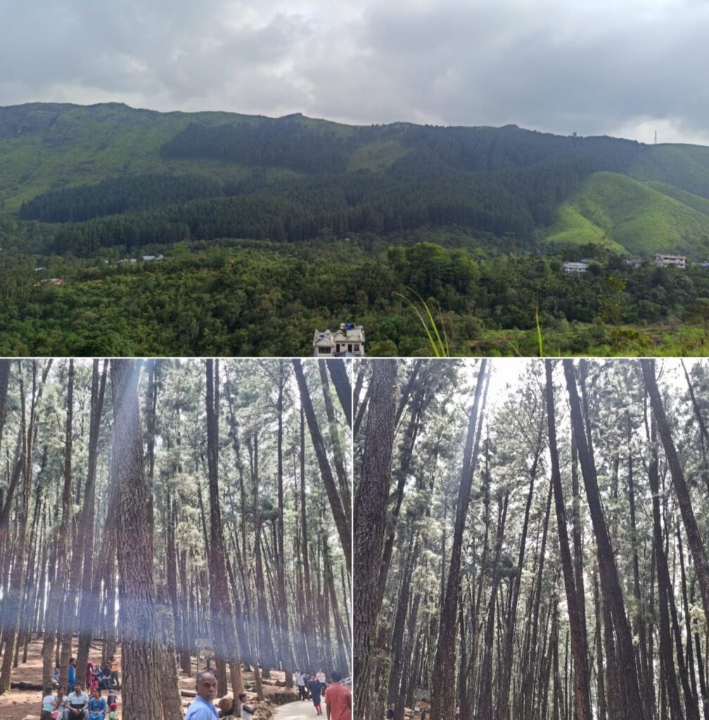 (Note: The dense forest you see in the top-most photo of the collage is the Pine Forest captured from a distance. Beautiful, isn’t it?)